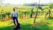 UN ANNO DI VIGNA