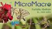 MICROMACRO Mostra multimediale al Museo Meina per scoprire farfalle, libellule e altri insetti
