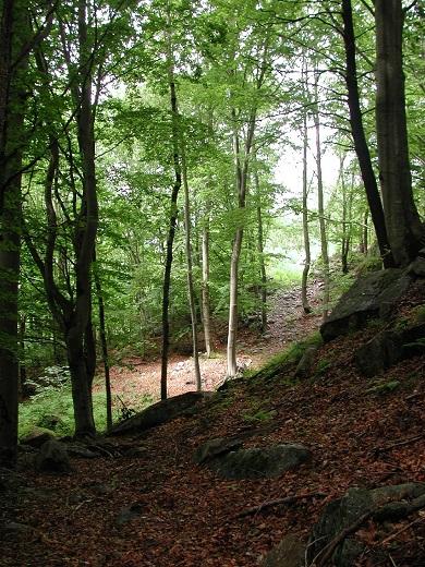 Musica nel Bosco a Groscavallo 8° Edizione