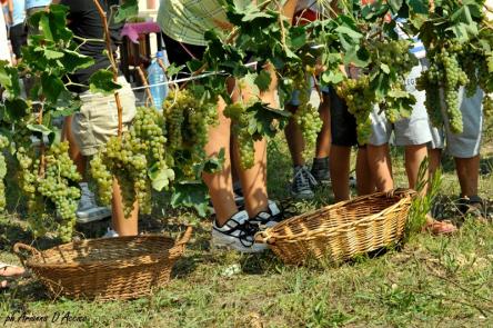 La Vendemmia degli Gnomi