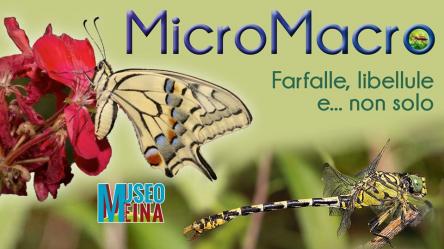 MICROMACRO Mostra multimediale al Museo Meina per scoprire farfalle, libellule e altri insetti