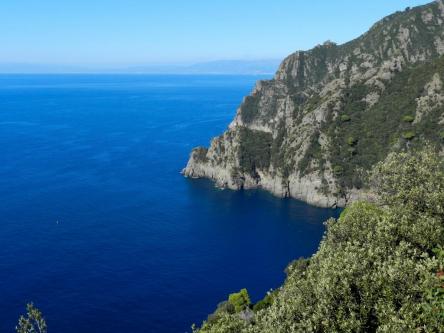 Le mimose del Parco di Portofino